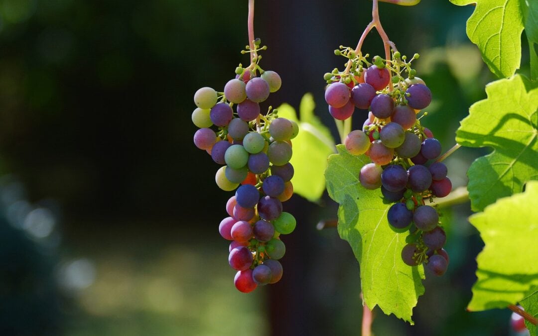 Weltreise mit Wein und Gesang: Aus deutschen Landen